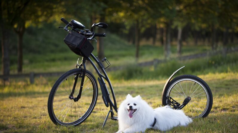 the scooter is available at a discounted price through the provided link 4